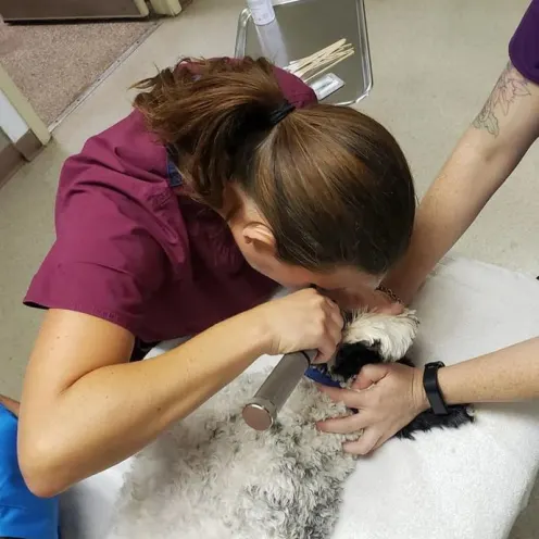 Staff examining dog